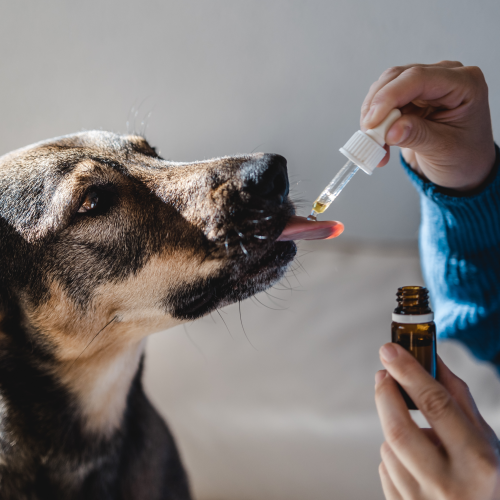 for pets
